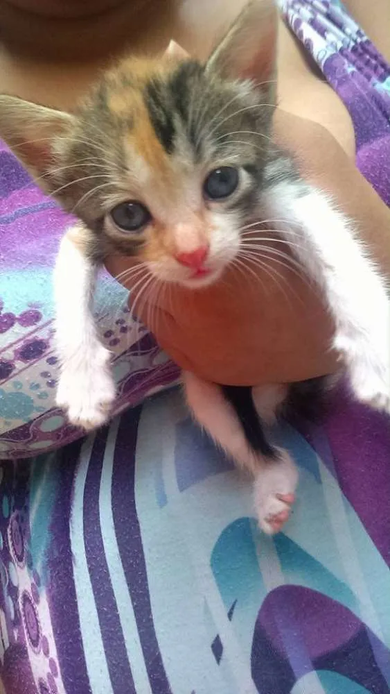 Gato raça  idade Abaixo de 2 meses nome gatinhos
