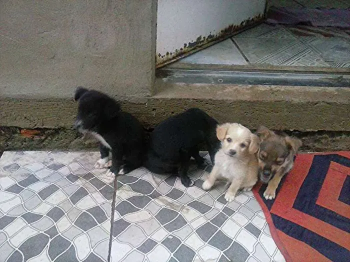 Cachorro ra a  idade 2 a 6 meses nome sem nome