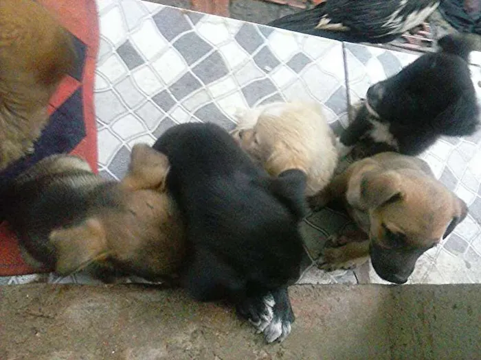 Cachorro ra a  idade 2 a 6 meses nome sem nome