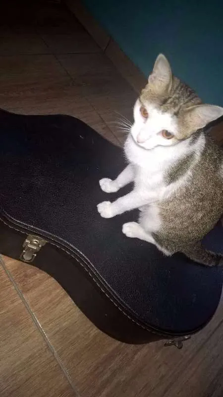 Gato ra a  idade 7 a 11 meses nome Hortencia