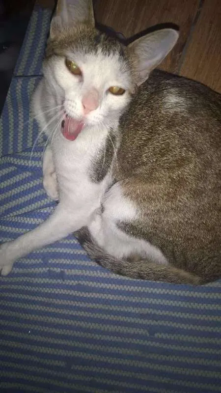 Gato ra a  idade 7 a 11 meses nome Hortencia