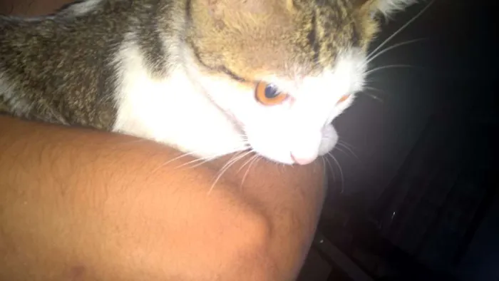 Gato ra a  idade 7 a 11 meses nome Hortencia