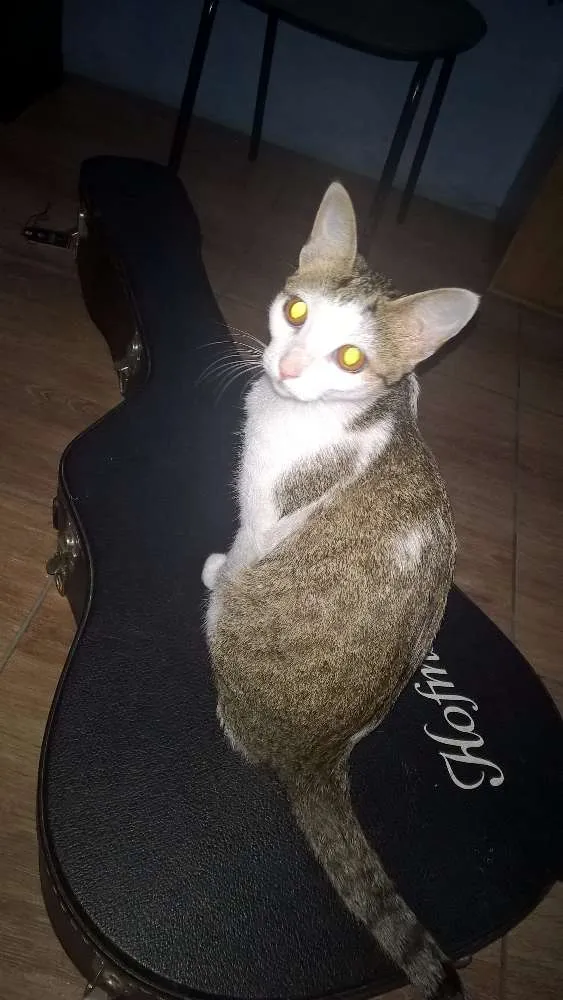Gato ra a  idade 7 a 11 meses nome Hortencia