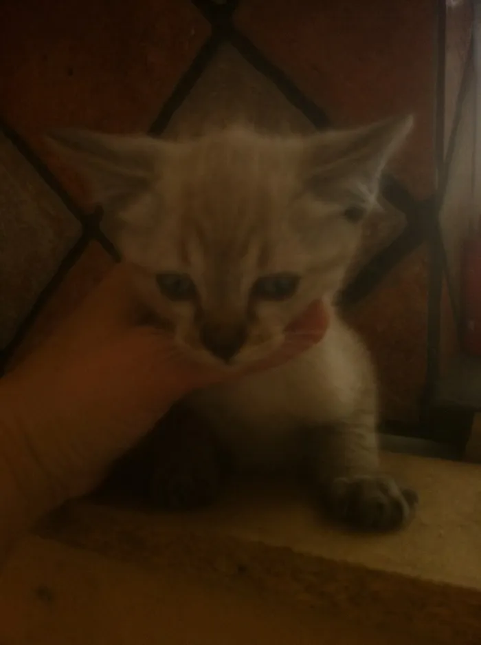 Gato raça SRD idade Abaixo de 2 meses nome Tigrinha, Chiquinha