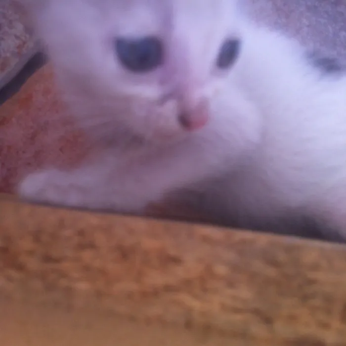 Gato raça SRD idade Abaixo de 2 meses nome Tigrinha, Chiquinha