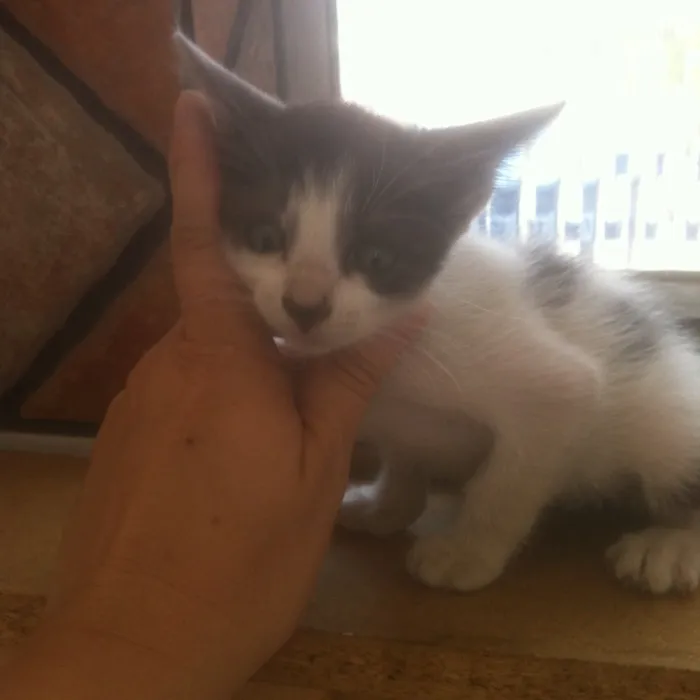 Gato raça SRD idade Abaixo de 2 meses nome Tigrinha, Chiquinha