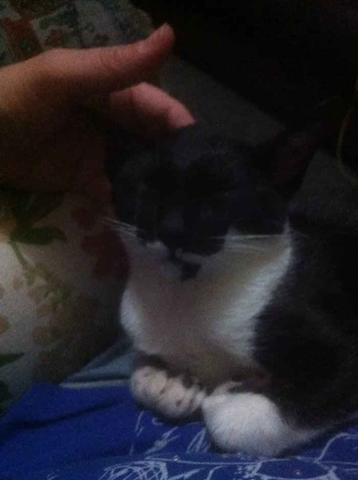 Gato raça SRD idade Abaixo de 2 meses nome Tigrinha, Chiquinha