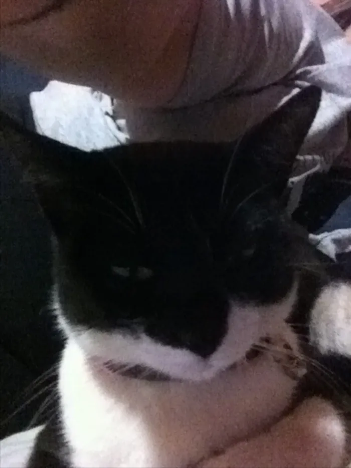 Gato raça SRD idade Abaixo de 2 meses nome Tigrinha, Chiquinha