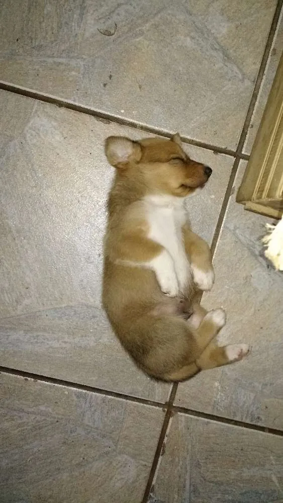 Cachorro ra a SRD idade Abaixo de 2 meses nome Tobias