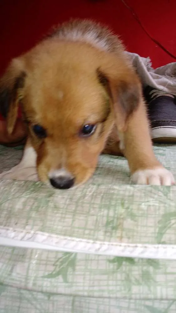 Cachorro ra a SRD idade Abaixo de 2 meses nome Tobias