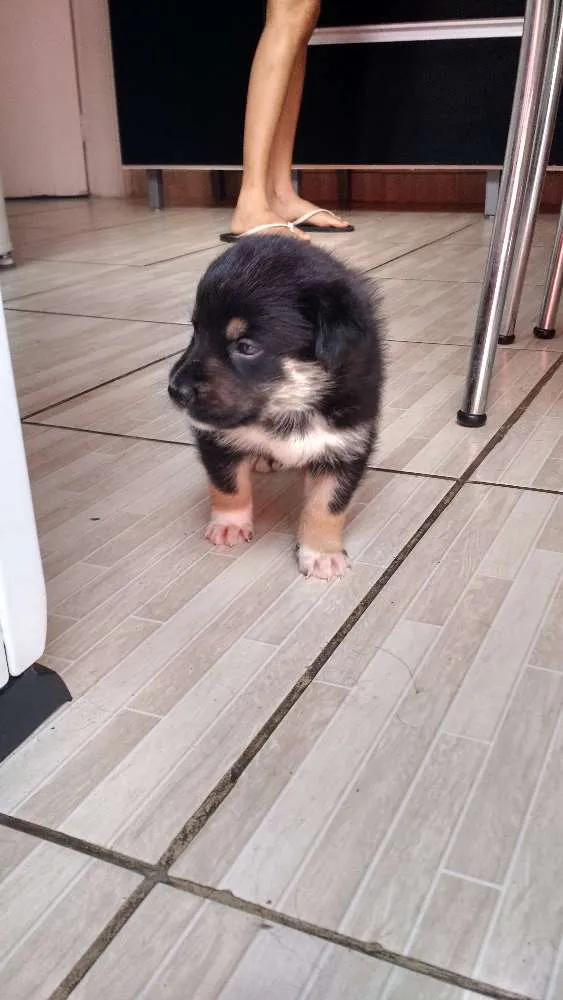 Cachorro ra a SRD idade Abaixo de 2 meses nome Urso