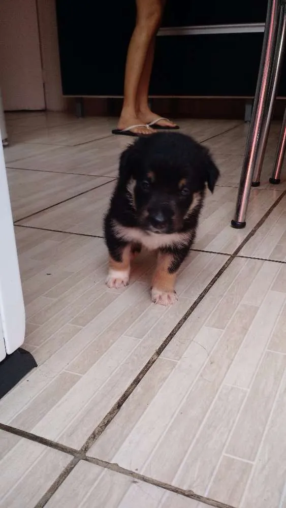 Cachorro ra a SRD idade Abaixo de 2 meses nome Urso