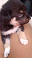 Urso