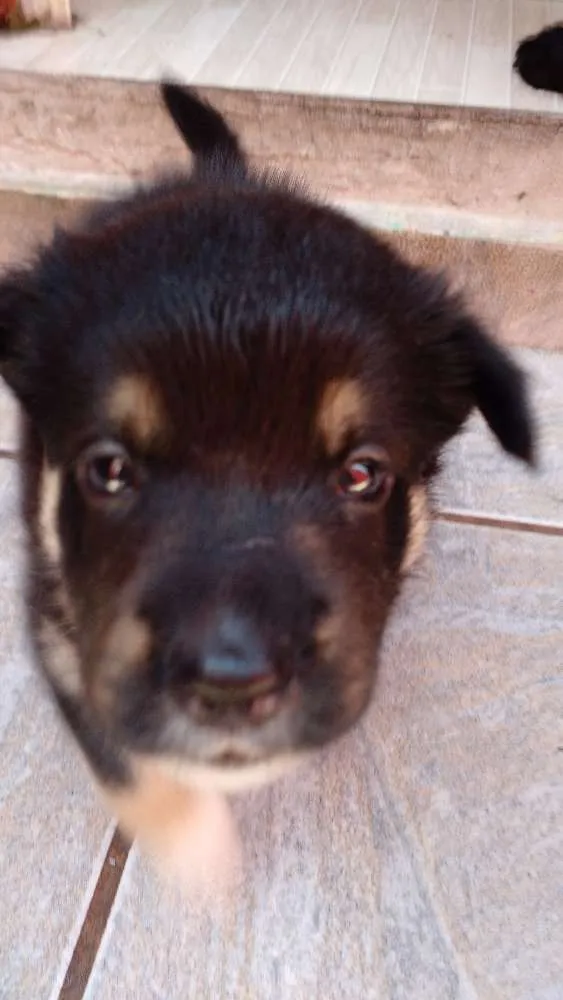 Cachorro ra a SRD idade Abaixo de 2 meses nome Urso