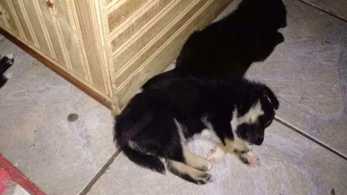 Cachorro ra a SRD idade Abaixo de 2 meses nome Urso