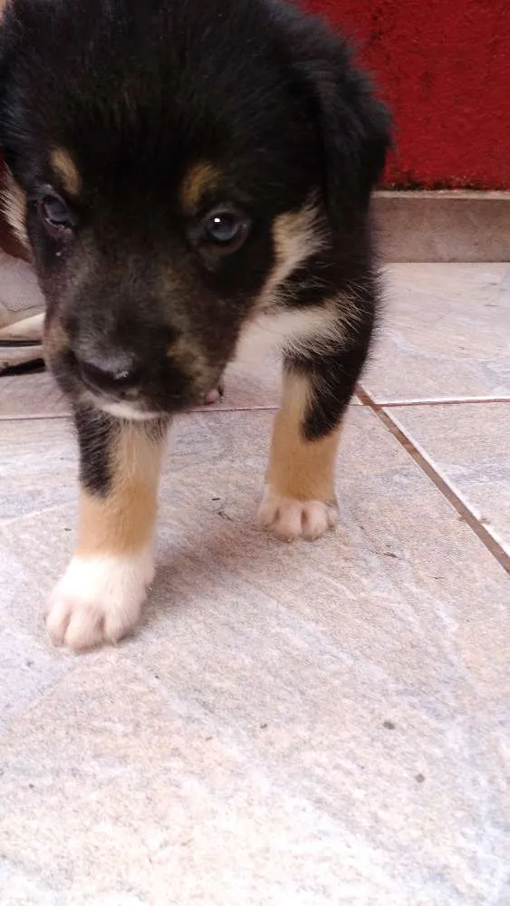 Cachorro ra a SRD idade Abaixo de 2 meses nome Urso