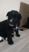 Evie