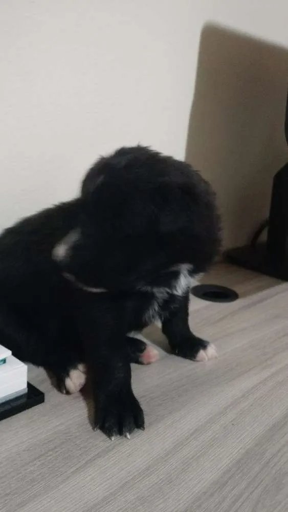 Cachorro ra a SRD idade Abaixo de 2 meses nome Evie
