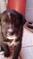 Evie