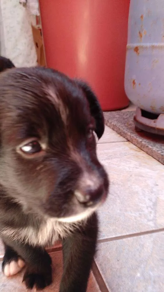 Cachorro ra a SRD idade Abaixo de 2 meses nome Evie
