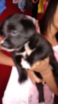 Evie