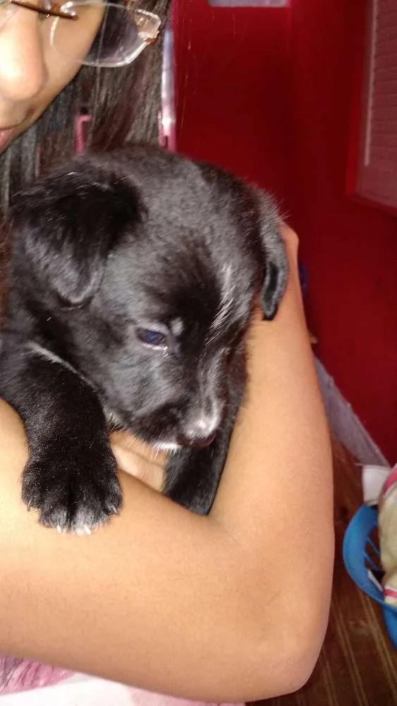 Cachorro ra a SRD idade Abaixo de 2 meses nome Evie