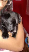 Evie