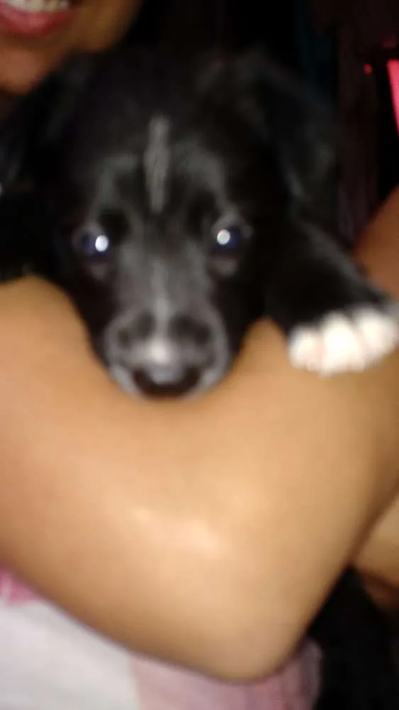 Cachorro ra a SRD idade Abaixo de 2 meses nome Evie