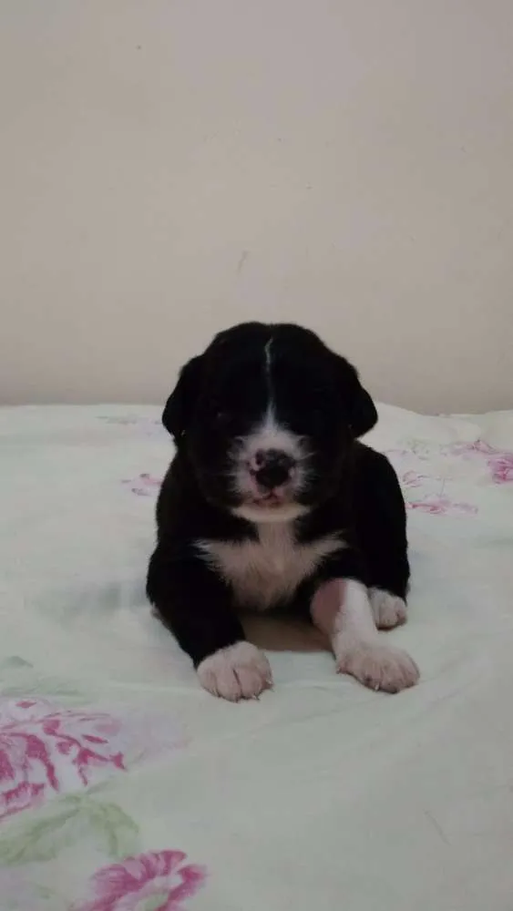 Cachorro ra a SRD idade Abaixo de 2 meses nome Lindinha