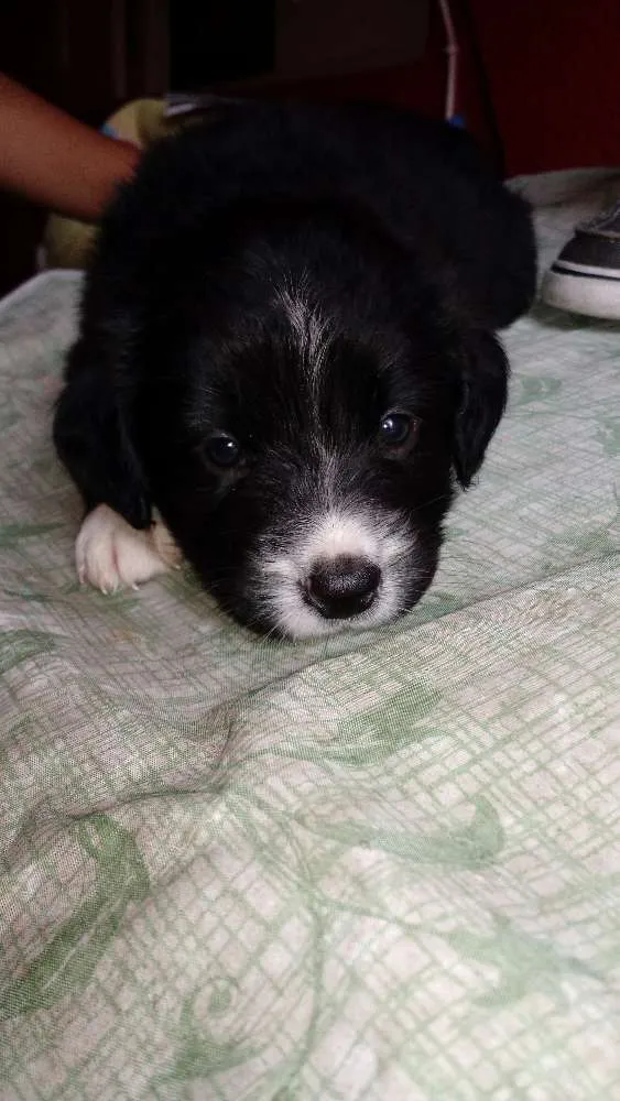 Cachorro ra a SRD idade Abaixo de 2 meses nome Lindinha