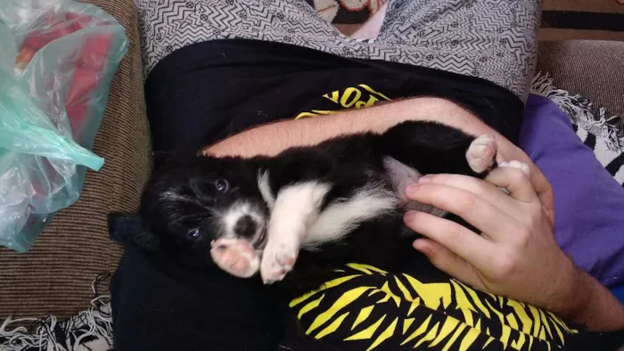 Cachorro ra a SRD idade Abaixo de 2 meses nome Lindinha