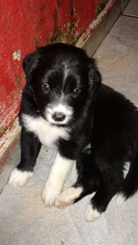 Cachorro ra a SRD idade Abaixo de 2 meses nome Lindinha