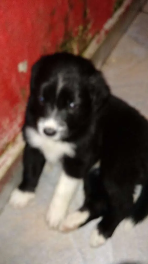Cachorro ra a SRD idade Abaixo de 2 meses nome Lindinha