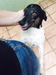 Cachorro raça Srd  idade 2 anos nome Socorro 