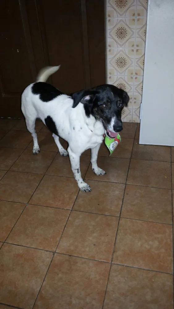 Cachorro raça Srd  idade 2 anos nome Socorro 