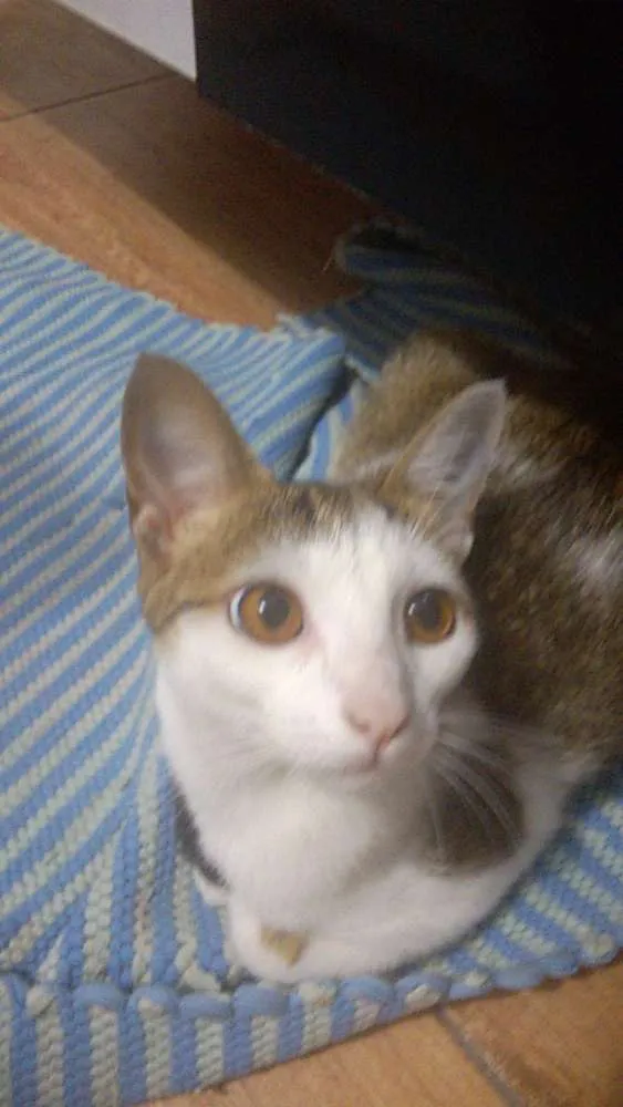 Gato ra a  idade 7 a 11 meses nome Hortencia