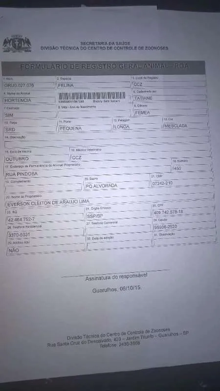 Gato ra a  idade 7 a 11 meses nome Hortencia