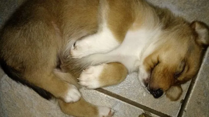 Cachorro ra a SRD idade Abaixo de 2 meses nome Tobias