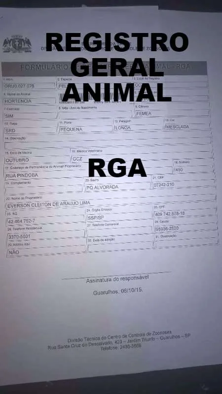 Gato ra a  idade 7 a 11 meses nome Hortencia