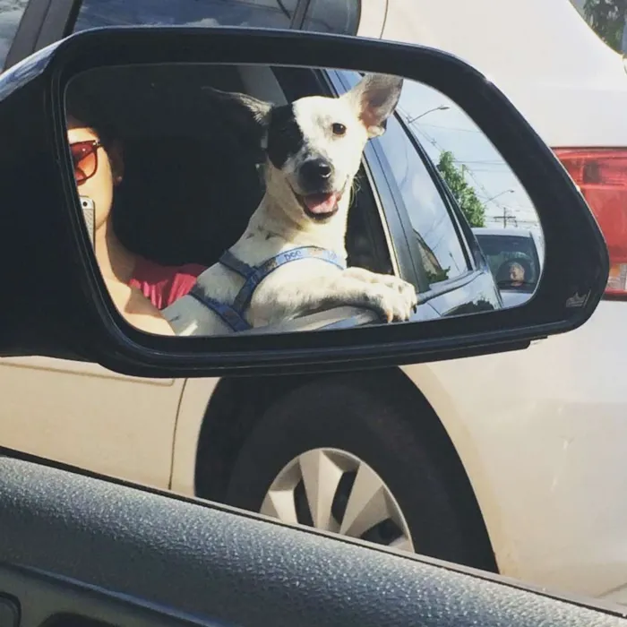 Cachorro ra a SDR idade 7 a 11 meses nome Teco