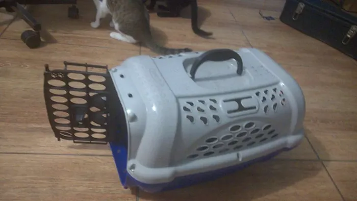 Gato ra a  idade 7 a 11 meses nome Hortencia