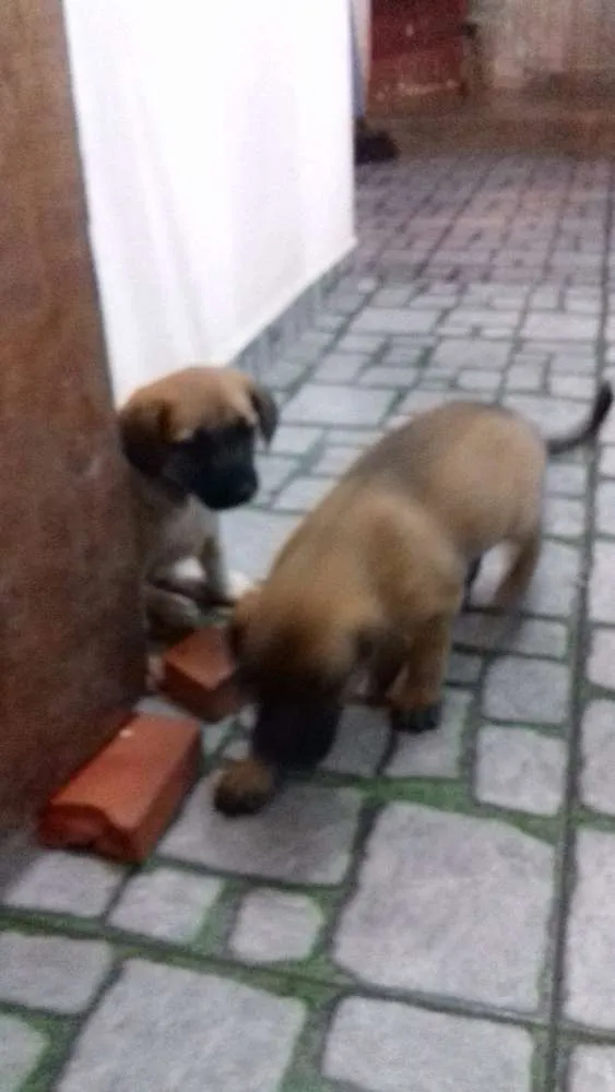 Cachorro ra a não definida idade 2 a 6 meses nome ------------------