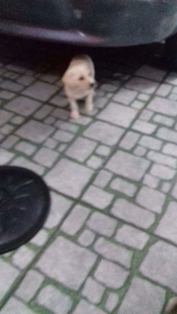 Cachorro ra a não definida idade 2 a 6 meses nome ------------------