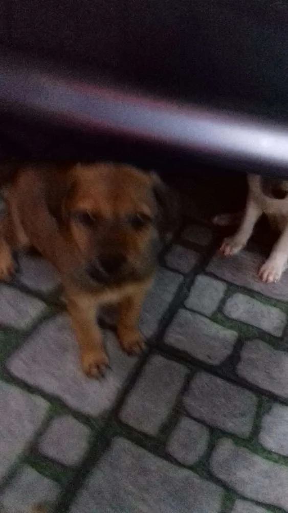 Cachorro ra a não definida idade 2 a 6 meses nome ------------------