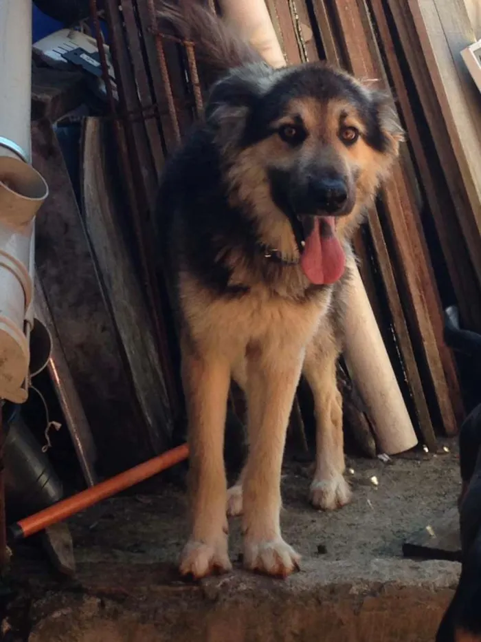 Cachorro ra a Mestiço  idade 3 anos nome Aragogue