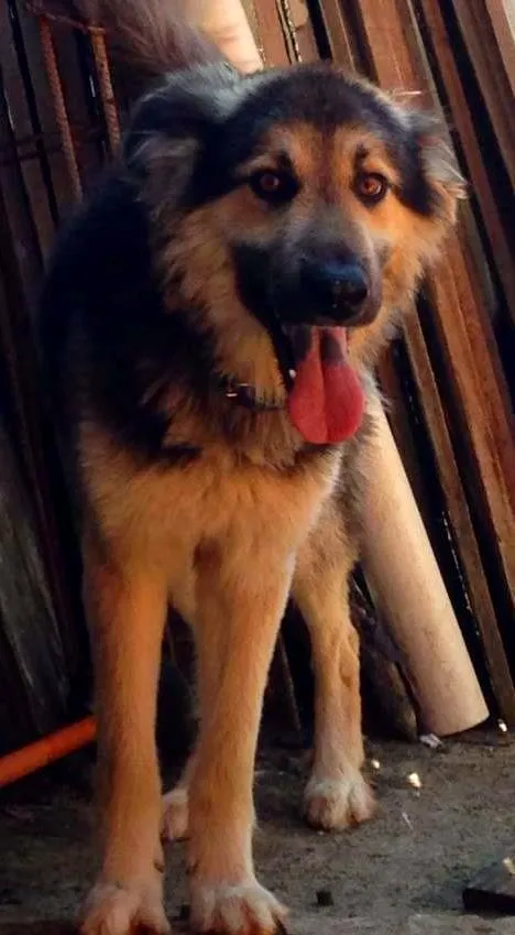 Cachorro ra a Mestiço  idade 3 anos nome Aragogue