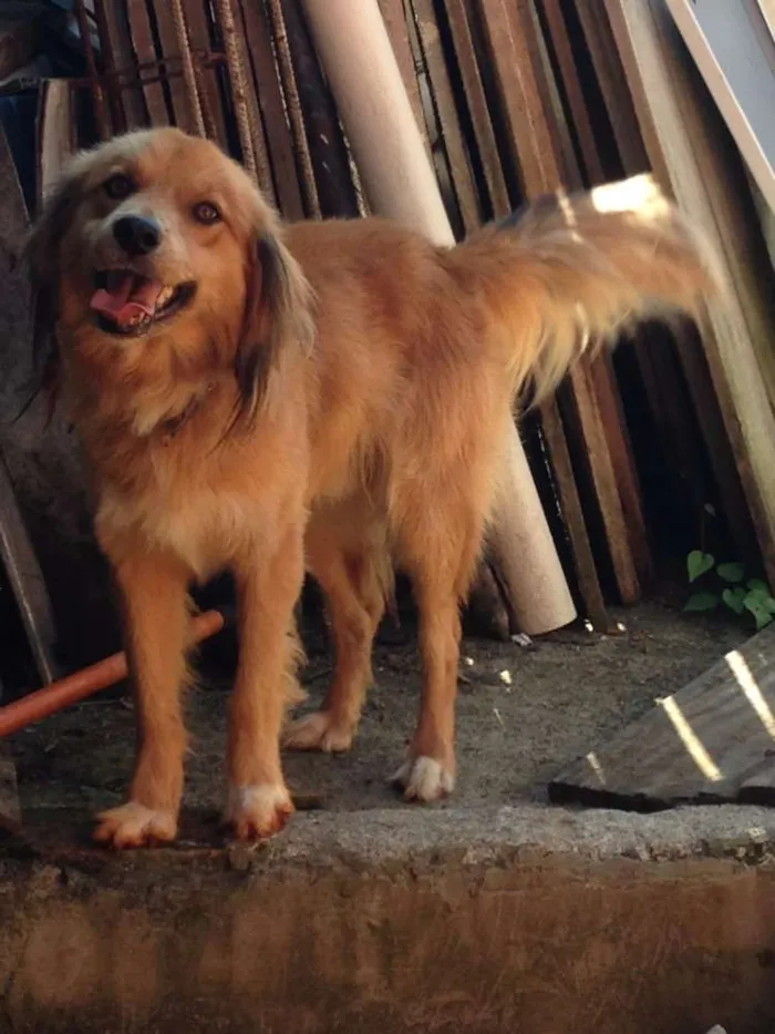 Cachorro ra a SRD idade 3 anos nome Mufasa