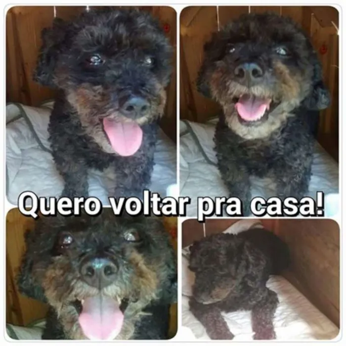 Cachorro ra a Poodle idade 5 anos nome SEM NOME