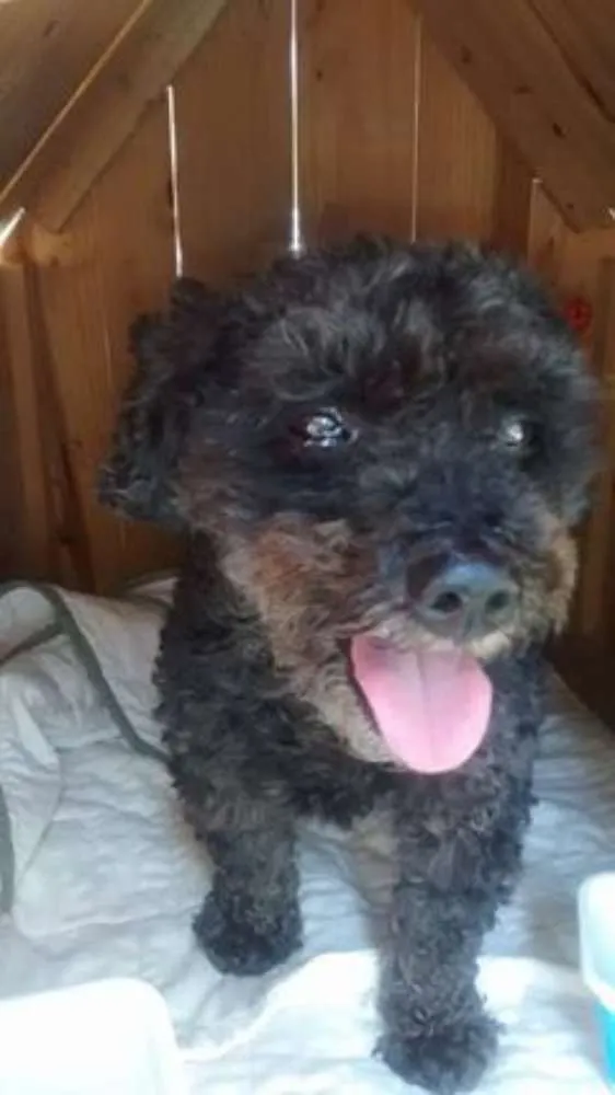 Cachorro ra a Poodle idade 5 anos nome SEM NOME
