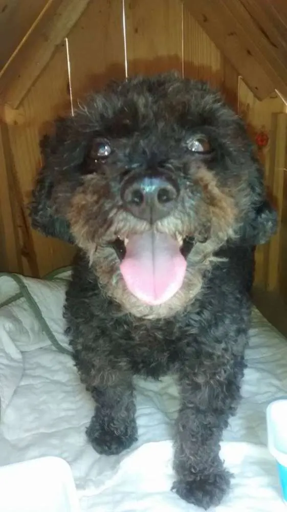 Cachorro ra a Poodle idade 5 anos nome SEM NOME